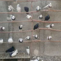 کبوتر طوقی در رنگ های مختلف و کبوتر شامپیون|پرنده|ری, علایین|دیوار