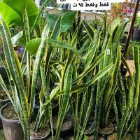 سانسوریا شمشیری لب طلایی