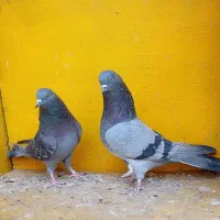 کبوتر پرشی غریب