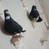 نرماده سیاه پلنگ خوشگل کبوتر کفتر|پرنده|کرمان, |دیوار