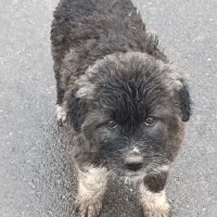 توله سگ قهدریجانی