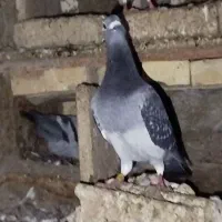 کبوتر مسافتی