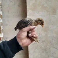 جوجه لاری اصیل