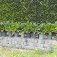 سیکاس موجود است