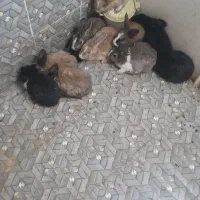 ۱۰ عدد خرگوش
