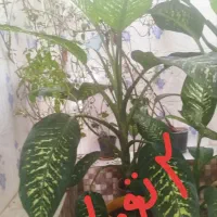 گل دیفن باخیا|گل و گیاه طبیعی|شیراز, گویم|دیوار