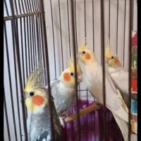 دوجفت عروس هلندی یک ساله