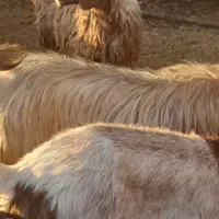 بره|حیوانات مزرعه|مرودشت, ده بید|دیوار