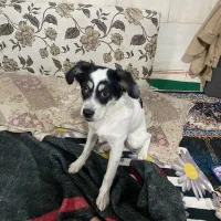 واگذاری سگ اشپیتز رایگان|سگ|مشهد, شهید بصیر|دیوار