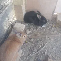 خرگوش|موش و خرگوش|اصفهان, براآن شمالی|دیوار