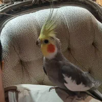 طوطی هلندی|پرنده|سهند, |دیوار