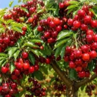کود ارگانیک افزایش تناژ ۳۰درصدی و کاهش سم دهی