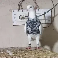 نر زرین امیدیه|پرنده|اهواز, سلطانمنش|دیوار