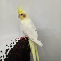 عروس هلندی