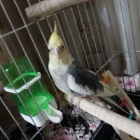 عروس هلندی دوتا نر سخنگو