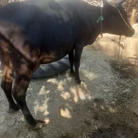 گاو|حیوانات مزرعه|بندرعباس, |دیوار