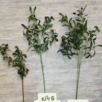 شاخه زیتون وارداتی میوه دار