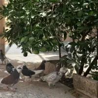 کبوتر|پرنده|فولادشهر, B4|دیوار