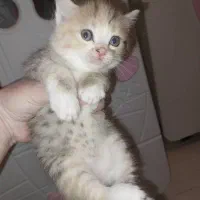 گربه نژاده چین چیلا|گربه|پرند, فاز ۶|دیوار