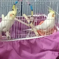 ۴تاعروس هلندی ماده|پرنده|خرمآباد, |دیوار