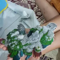 جوجه گرینچیک سرلاکی