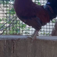 خروس محلی بزرگ