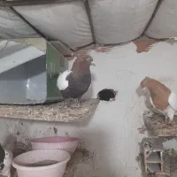 کفتر سینه کله سیاه همه جفتی|پرنده|شیروان (خراسان), |دیوار