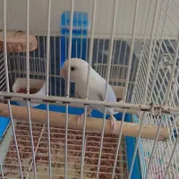 برزیلی نر|پرنده|شیراز, کاراندیش|دیوار