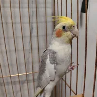 عروس هلندی رام سخنگو