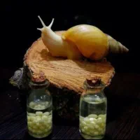 خاویار و جوجه حلزون آفریقایی