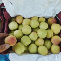 امانت فروشی و حق العمل کاری میوه و تره بار مرکزی|خوردنی و آشامیدنی|تهران, میدان میوه و ترهبار مرکزی|دیوار