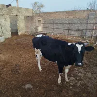 گاو|حیوانات مزرعه|چناران, |دیوار