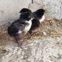 جوجه لاری افغان اصیل