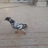 کفتر پلاکی پلاس جوجه پرشی بوبور ماده بد رنگ دم سیا|پرنده|قم, شهرک امام حسن|دیوار