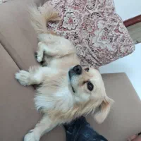 سگ بامر روباهی بافهم|سگ|بوشهر, |دیوار