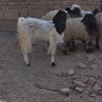 گوسفند|حیوانات مزرعه|بم, |دیوار