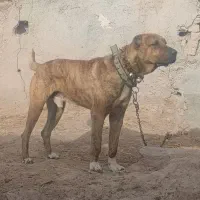 سگ افغان گله|سگ|رادکان, |دیوار