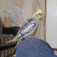 عروس هلندی گمشده