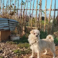 سگ پاکوتاه ماده