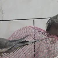 عروس هلندی|پرنده|پیر بکران, |دیوار