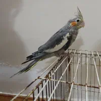 دوعرس هلندی کل باقالی و نقرهای مغلوب|پرنده|مشهد, مهدی آباد (بلوار توس)|دیوار