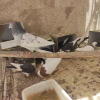 کبوتر طوقی ، سینه سیاه ، ساده ،قوره ای ،پلنک سیاه