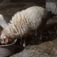 گوسفند کر و ۲ بره ماده