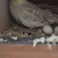 جفت طوطی عروس هلندی کوتوله قناری کبوتر|پرنده|خمینیشهر, |دیوار