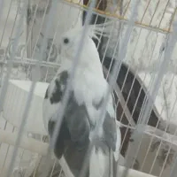 عروس هلندی سخنکو فول اهلی|پرنده|مرند, |دیوار