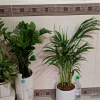 گلهای زیبا|گل و گیاه طبیعی|کرمانشاه, |دیوار