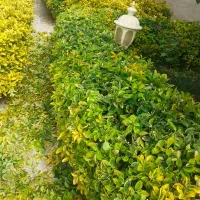 حرص کردن باغچه بنجامین. حرص کردن باغچه