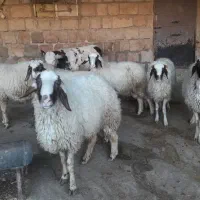 بره قوچ سنجابی