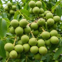 نهالستان فروش انواع نهال زودبازده و پربار ضمانتی