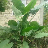 گل و گیاه بابا آدم و یوگا